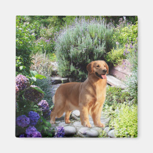 Golden Retriever Magnet Magneet