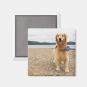 Golden Retriever Magnet Magneet (Voorkant / Achterkant)