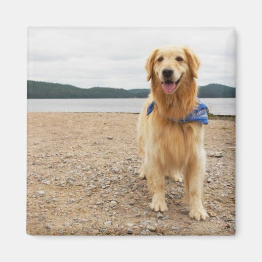 Golden Retriever Magnet Magneet (Voorkant)