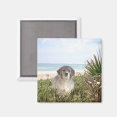 Golden Retriever Magnet Purfpy (Recto/Verso)