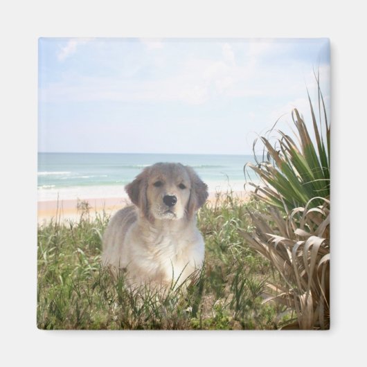 Golden Retriever Magnet Purfpy (Devant)