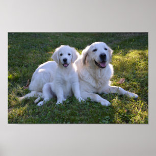 Golden Retriever Mam en Puppy Poster