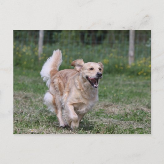 Golden Retriever met 1 Briefkaart (Voorkant)