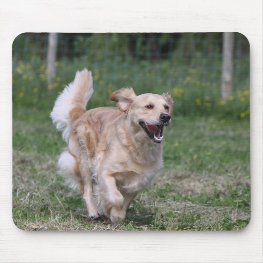 Golden Retriever met 1 Muismat (Voorkant)