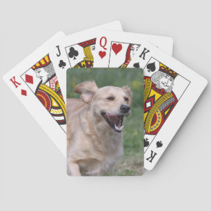 Golden Retriever met 1 Pokerkaarten