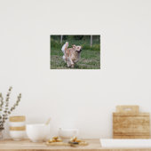 Golden Retriever met 1 Poster (Keuken)