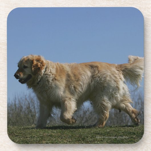 Golden Retriever met 3 Bier Onderzetter (Voorkant)