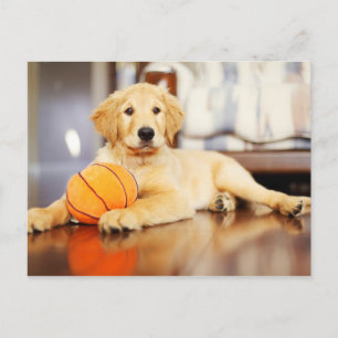 Golden Retriever met Basketball Speelgoed Briefkaart