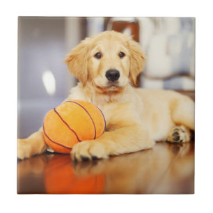 Golden Retriever met Basketball Speelgoed Tegeltje