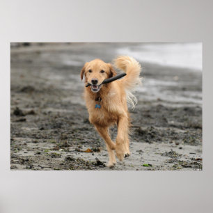 Golden Retriever met een kruk in de mond Poster