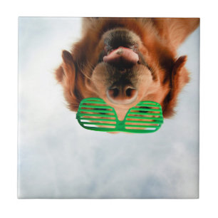 Golden Retriever met groene zonnebril Tegeltje