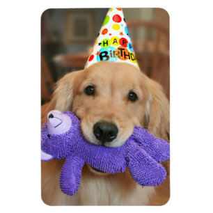 Golden Retriever met Happy Birthday Pet en Speelgo Magneet