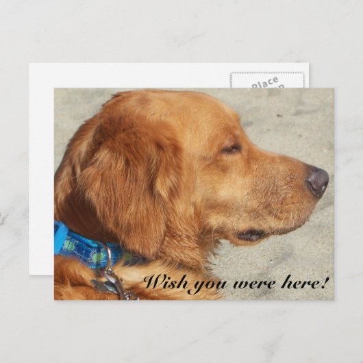 Golden Retriever Miss You Briefkaart (Voorkant / Achterkant)