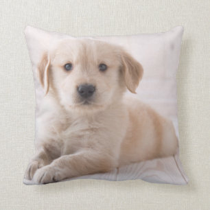 Golden Retriever neerwaarts Kussen