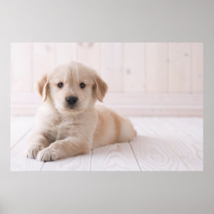 Golden Retriever neerwaarts Poster