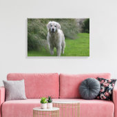 Golden Retriever op 2 Canvas Afdruk (Insitu (Woonkamer))