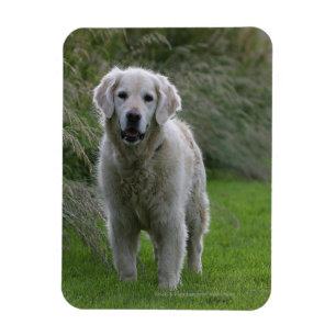 Golden Retriever op 2 Magneet