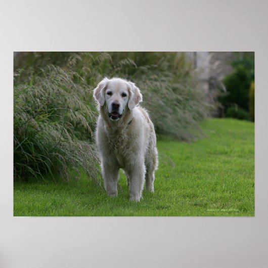 Golden Retriever op 2 Poster (Voorkant)