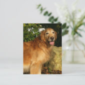 Golden Retriever Panting Briefkaart (Staand voorkant)