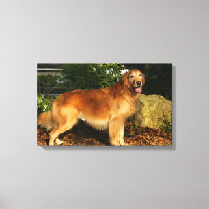 Golden Retriever Panting Canvas Afdruk