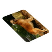 Golden Retriever Panting Magneet (Rechterzijde)