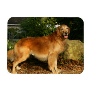 Golden Retriever Panting Magneet