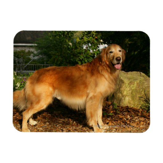 Golden Retriever Panting Magneet (Horizontaal)