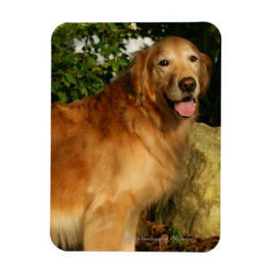 Golden Retriever Panting Magneet