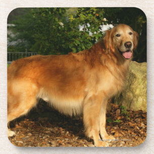 Golden Retriever Panting Onderzetter