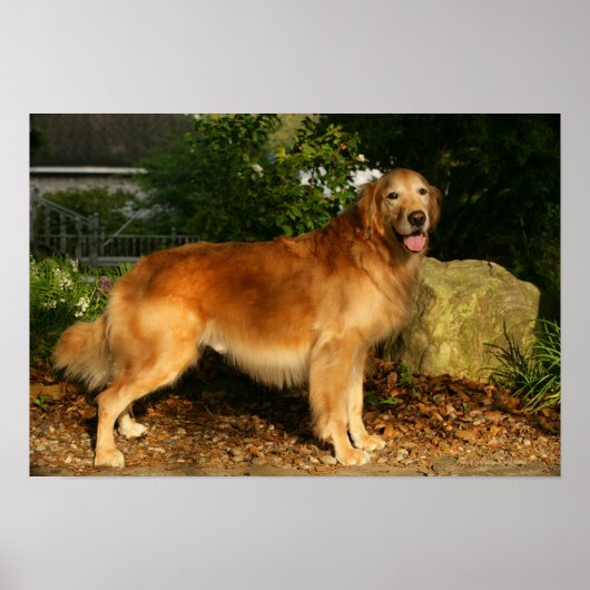 Golden Retriever Panting Poster (Voorkant)