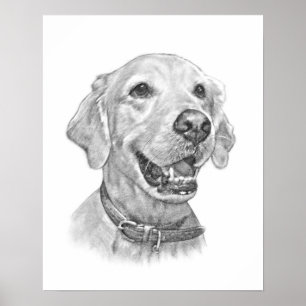 Golden Retriever Pet Portret Drawing Poster