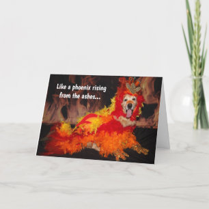 Golden Retriever Phoenix Rising krijgt een goed re Kaart