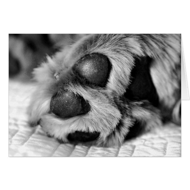 Golden Retriever Polar Paws (Devant horizontal)