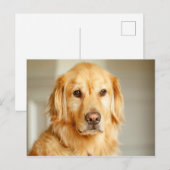 Golden Retriever Portret Briefkaart (Voorkant / Achterkant)