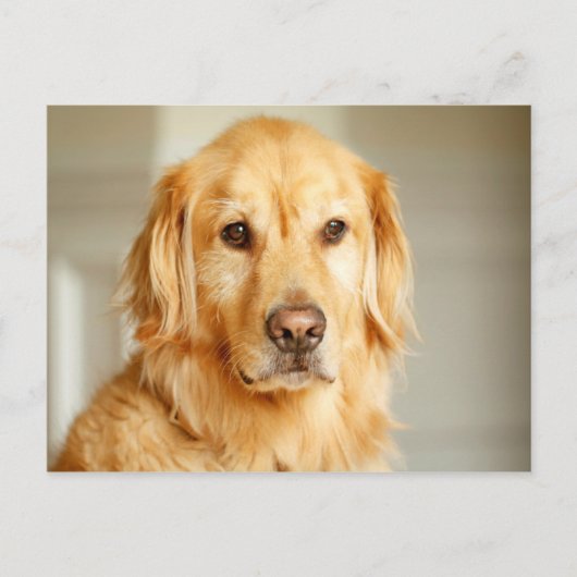 Golden Retriever Portret Briefkaart (Voorkant)