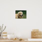 Golden Retriever Poster (Keuken)