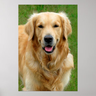 Golden Retriever Poster