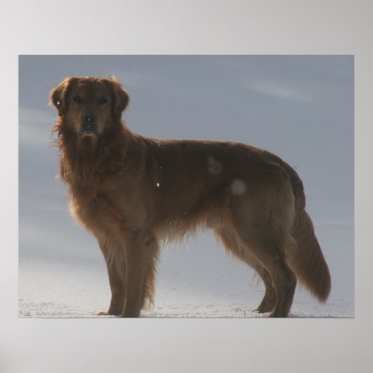 GOLDEN RETRIEVER POSTER (Voorkant)