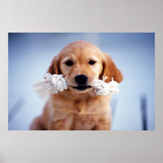 Golden Retriever poster (Voorkant)