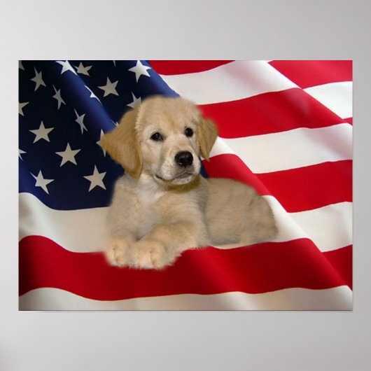 Golden Retriever Poster All American Puppy (Voorkant)