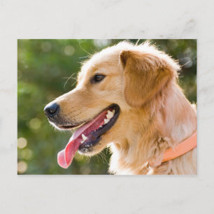 Golden Retriever profiel met tongen uit Briefkaart