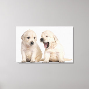 Golden Retriever puppies (4 weken oud) Canvas Afdruk