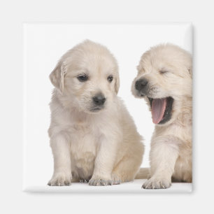 Golden Retriever puppies (4 weken oud) Magneet