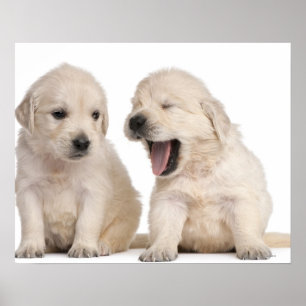 Golden Retriever puppies (4 weken oud) Poster