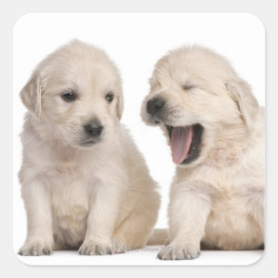 Golden Retriever puppies (4 weken oud) Vierkante Sticker