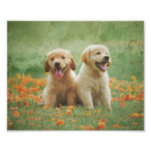 Golden Retriever Puppies Foto Afdruk