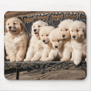 Golden Retriever Puppies Muismat