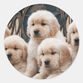 Golden Retriever Puppies Ronde Sticker