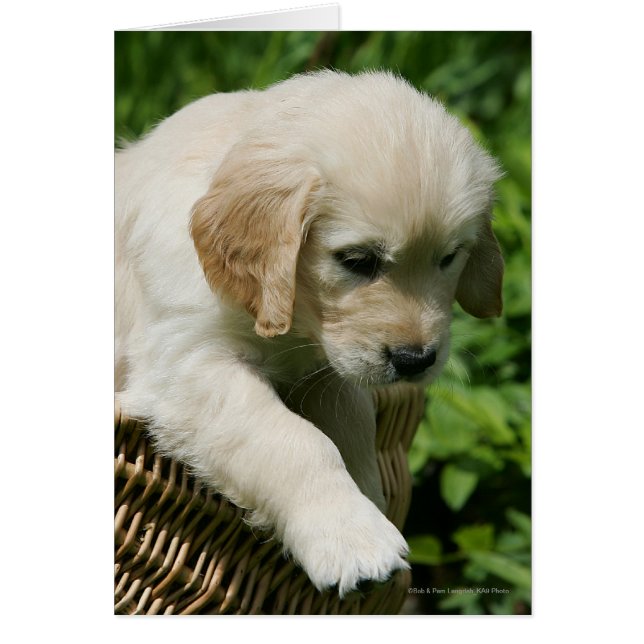 Golden Retriever Puppy (Devant)