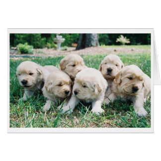 Golden Retriever Puppy 6 Pack